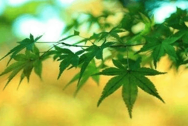 悲伤情感语录配精美图片! 悲伤情感语录配精美图片!