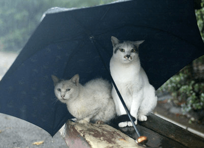 关于下雨天的那些感慨，总有一些句子能触动人心！