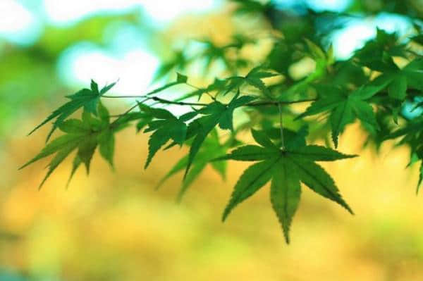 情感短语带图片 情感短语带图片