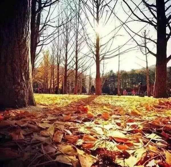 爱情语句人生感悟