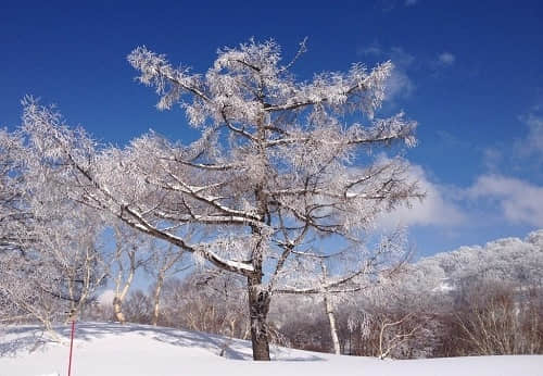 下雪了的句子说说心情 下雪了的句子说说心情