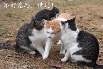 光棍节说说带图片,光棍节图片说说大全6 光棍节说说带图片,光棍节图片说说大全6