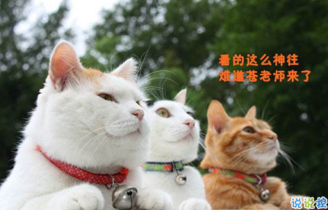 清明节搞笑说说：清明节应该回小学初中扫扫墓，因为那里埋葬了你的青春。1