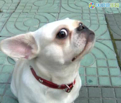 搞笑语录2