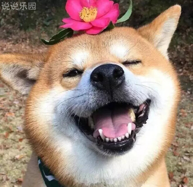 快乐语录集锦