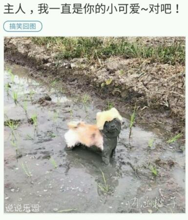 趣味评论精选，幽默的神回复大集合