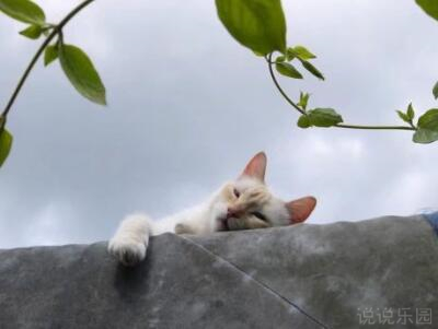 端午节的趣味语录